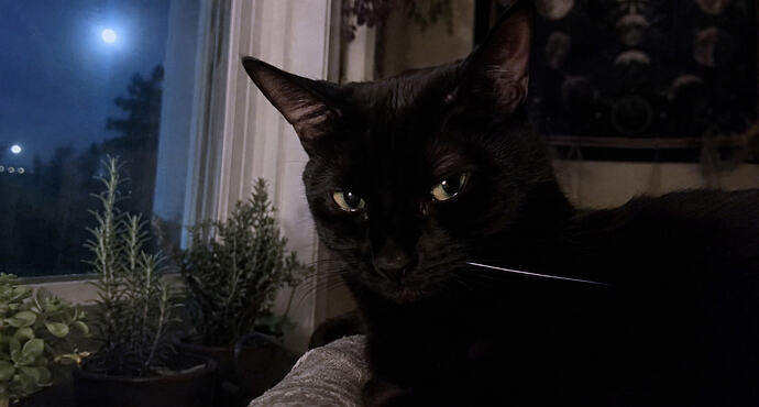 black cat with no name