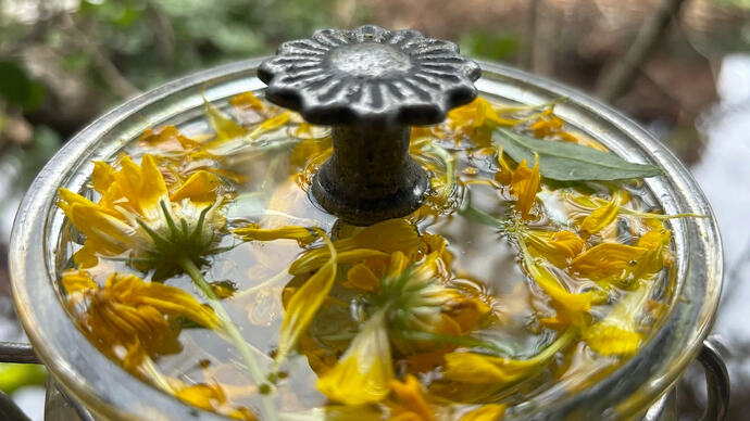 Calendula magickal properties