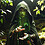 Green-Witch-Jen